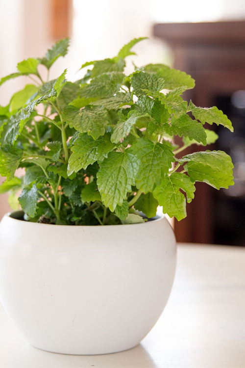  Lemon Balm Plant - 1 Gallon Pot