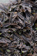  Platt's Black Brass Buttons (Leptinella Squalida) - 5 Pack Of Pint Pots