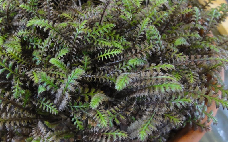  Platt's Black Brass Buttons (Leptinella Squalida) - 5 Pack Of Pint Pots