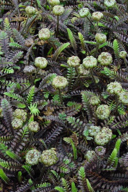  Platt's Black Brass Buttons (Leptinella Squalida) - 5 Pack Of Pint Pots