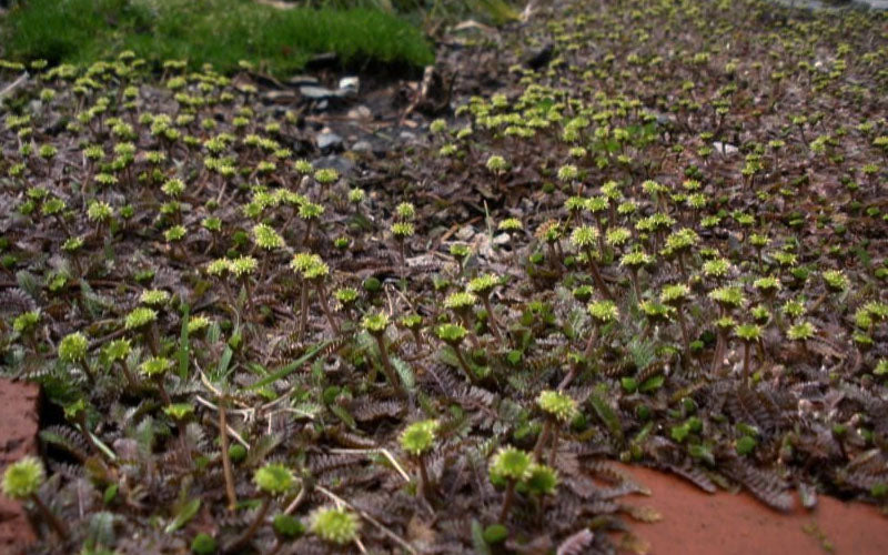  Platt's Black Brass Buttons (Leptinella Squalida) - 5 Pack Of Pint Pots