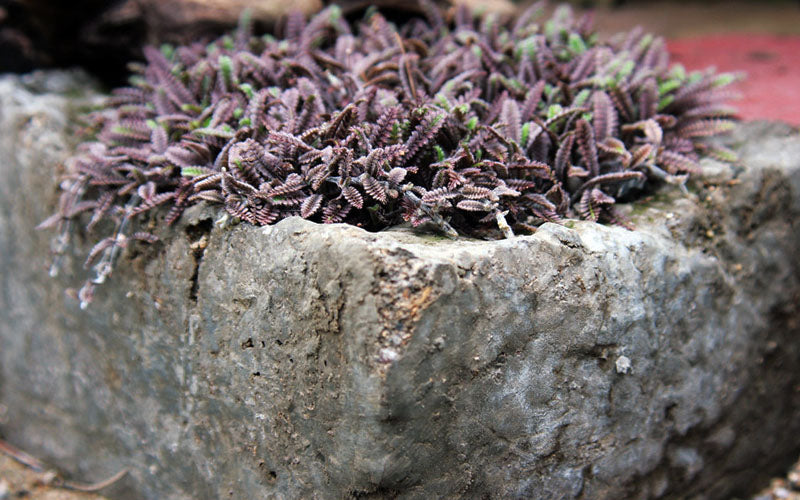 Platt's Black Brass Buttons (Leptinella Squalida) - 5 Pack Of Pint Pots