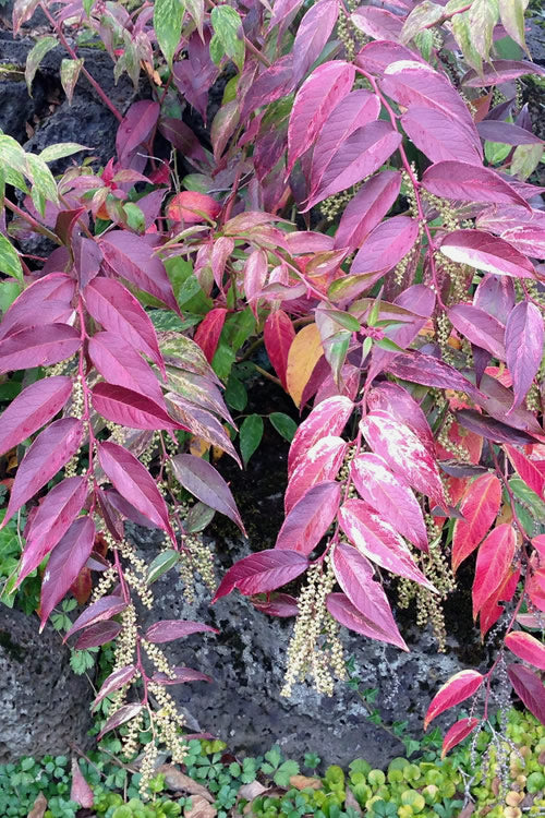  Rainbow Leucothoe (Drooping Fetterbush)- Leucothoe Fontanesiana - 6 Pack Of 1 Gallon Pots