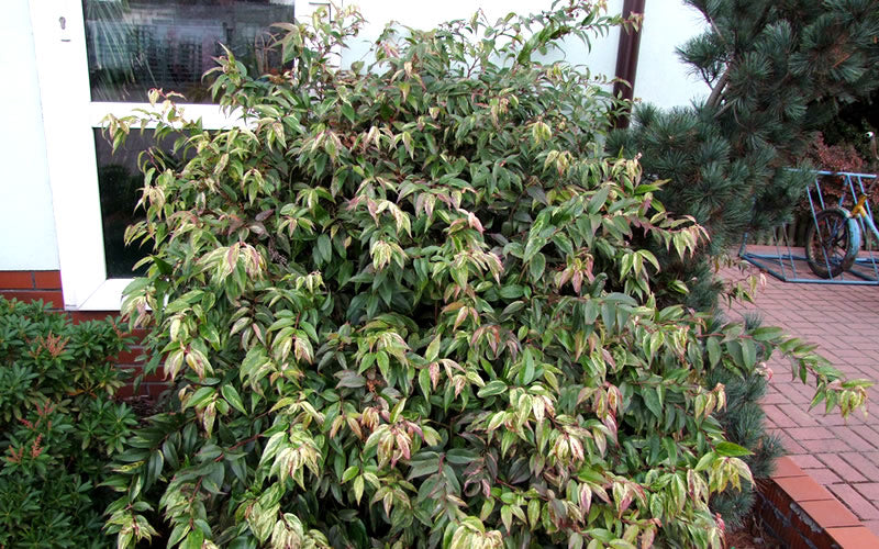  Rainbow Leucothoe (Drooping Fetterbush)- Leucothoe Fontanesiana - 6 Pack Of 1 Gallon Pots
