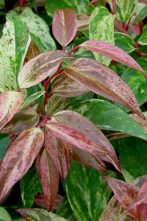  Rainbow Leucothoe (Drooping Fetterbush)- Leucothoe Fontanesiana - 6 Pack Of 1 Gallon Pots