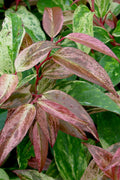  Rainbow Leucothoe (Drooping Fetterbush)- Leucothoe Fontanesiana - 5 Gallon Pot