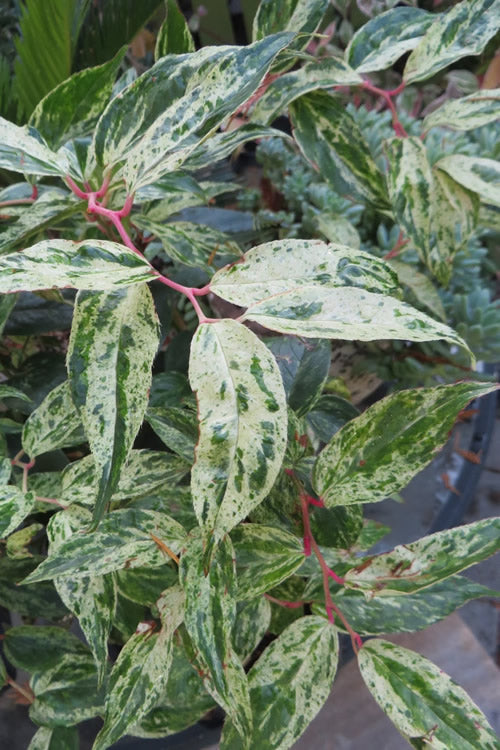  Rainbow Leucothoe (Drooping Fetterbush)- Leucothoe Fontanesiana - 2 Gallon Pot