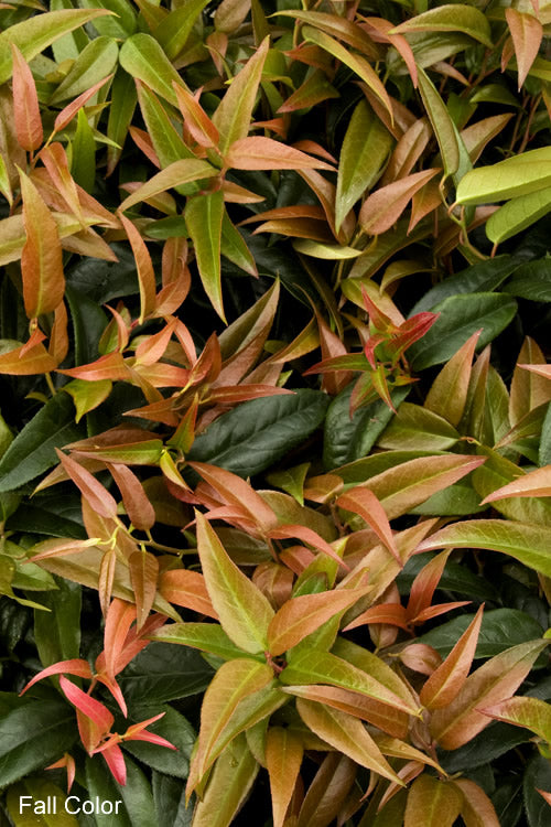  Scarletta Fetterbush - Leucothoe Fontanesiana 'Zeblid' - 1 Gallon Pot