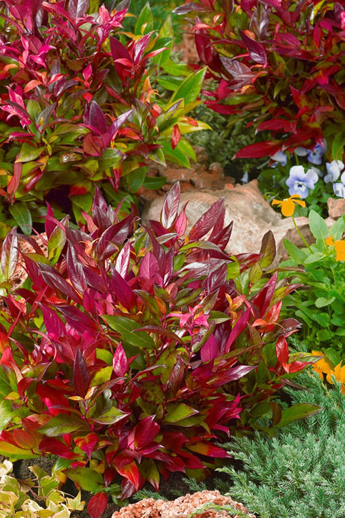  Scarletta Fetterbush - Leucothoe Fontanesiana 'Zeblid' - 1 Gallon Pot