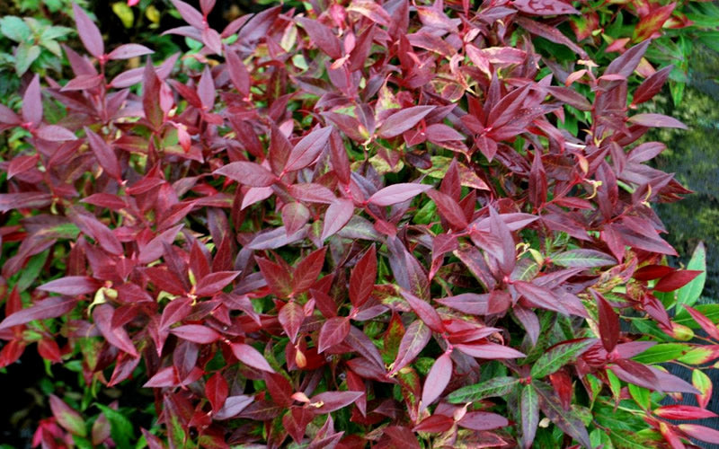 Scarletta Fetterbush - Leucothoe Fontanesiana 'Zeblid' - 2 Gallon Pot
