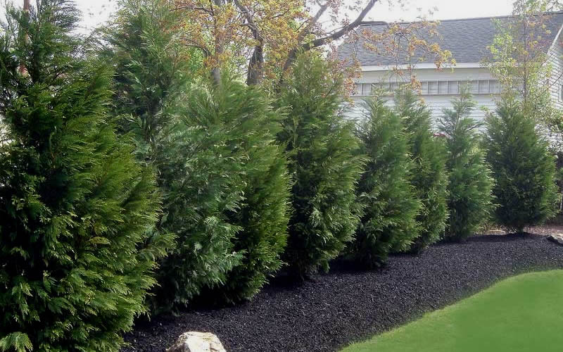  Leyland Cypress - 3 Gallon Pot