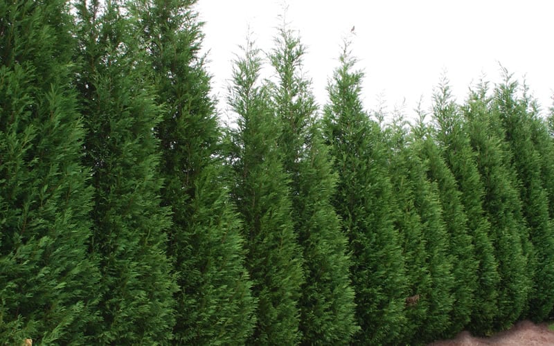  Leyland Cypress - 1 Gallon Pot