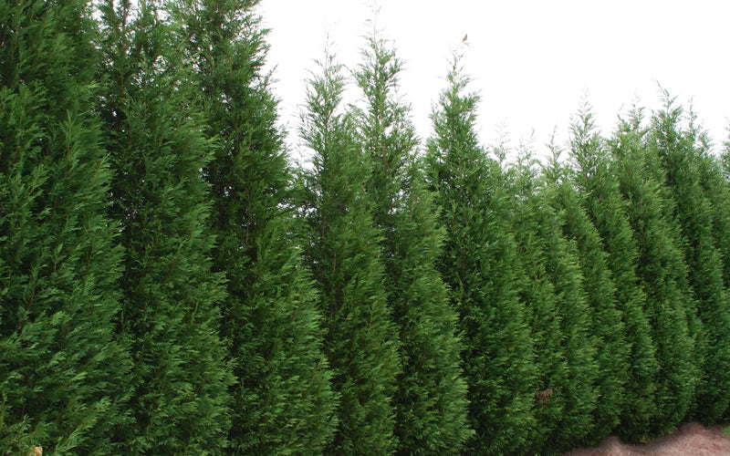  Leyland Cypress - 3 Gallon Pot