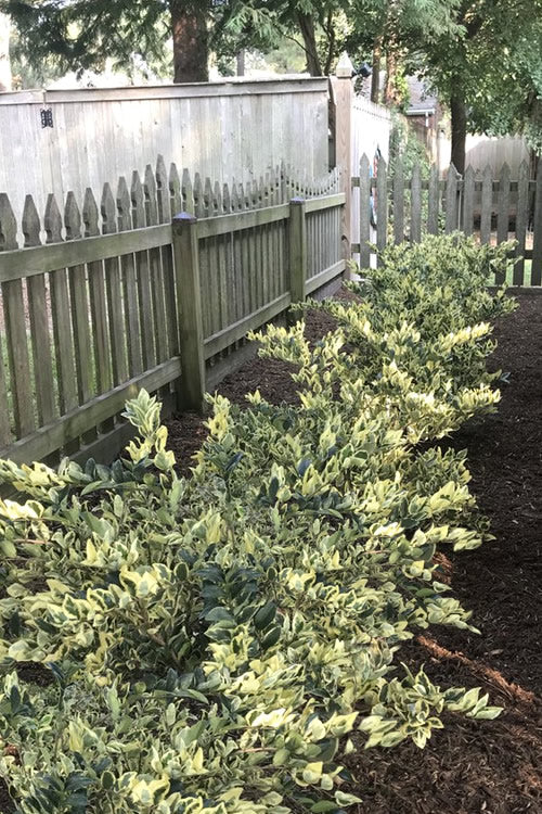  Jack Frost Ligustrum (Privet) - 3 Gallon Pot