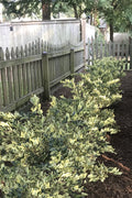  Jack Frost Ligustrum (Privet) - 3 Gallon Pot