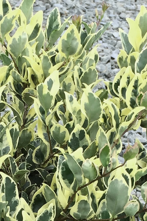  Jack Frost Ligustrum (Privet) - 3 Gallon Pot