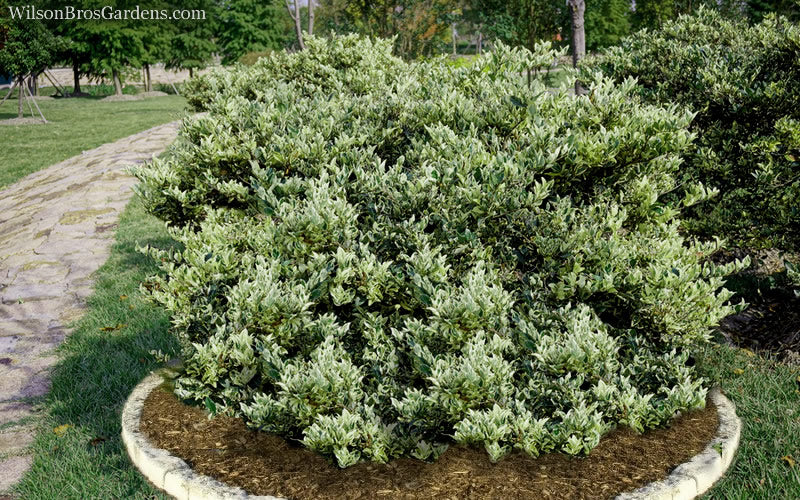 Jack Frost Ligustrum (Privet) - 3 Gallon Pot