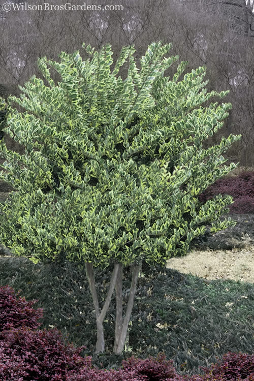  Jack Frost Ligustrum (Privet) - 3 Gallon Pot