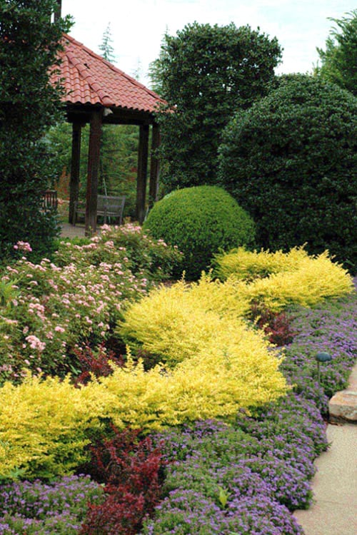  Sunshine Ligustrum - 6 Pack Of 1 Gallon Pots