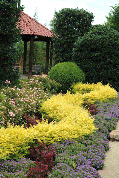  Sunshine Ligustrum - 3 Gallon Pot