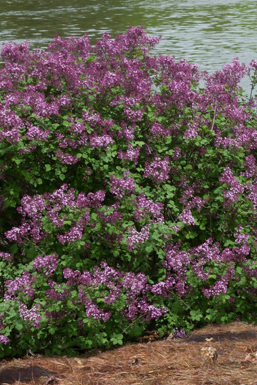  Bloomerang Dark Purple Lilac - 3 Gallon Pot