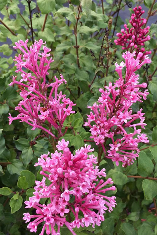  Bloomerang Dwarf Pink Lilac - 3 Gallon Pot