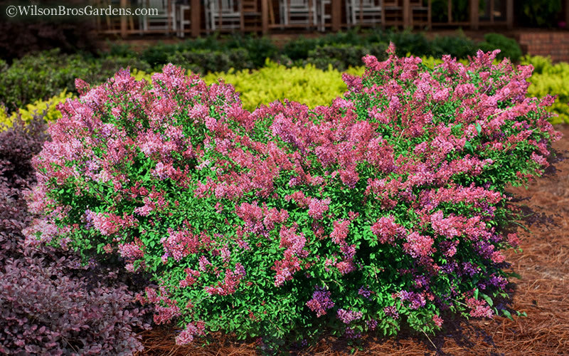  Bloomerang Dwarf Pink Lilac - 3 Gallon Pot