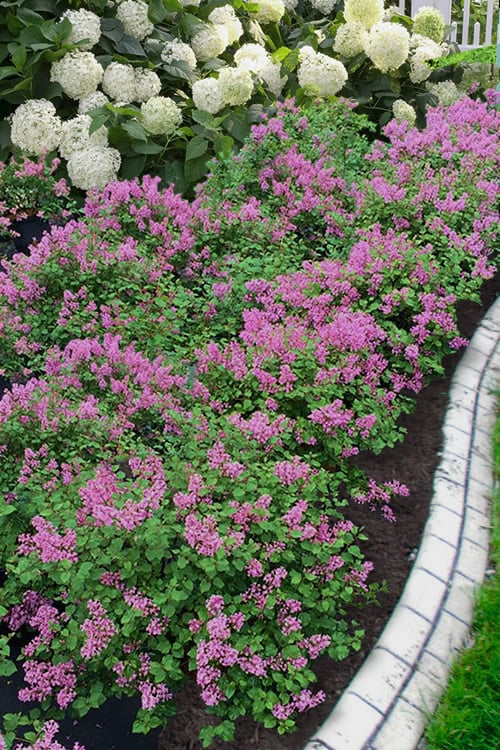  Bloomerang Dwarf Purple Lilac - 2 Gallon Pot