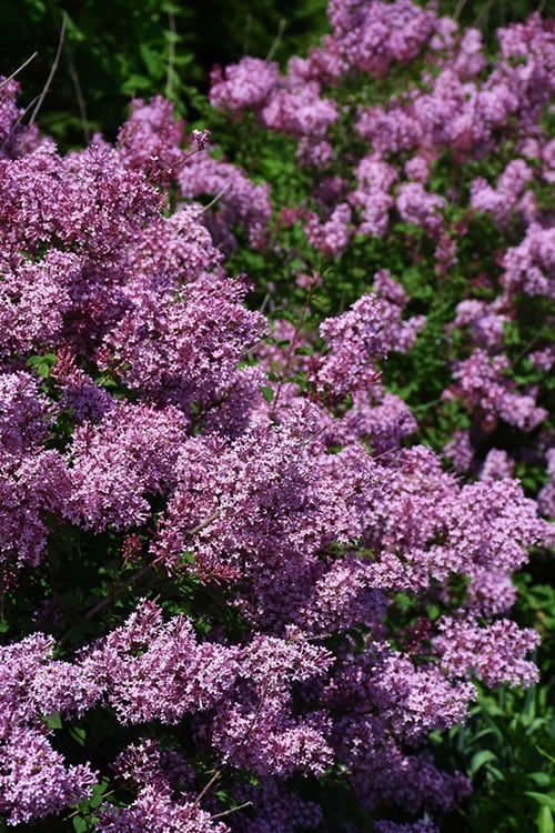  Bloomerang Dwarf Purple Lilac - 2 Gallon Pot