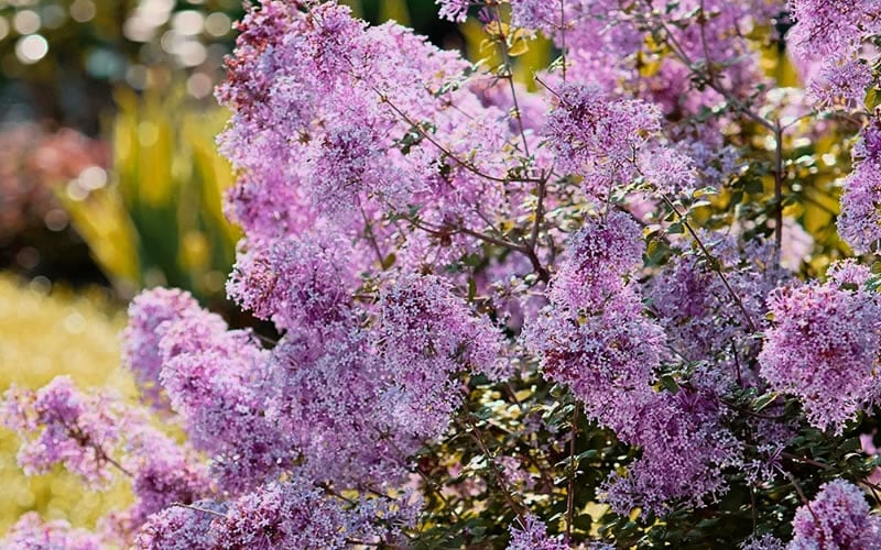  Bloomerang Dwarf Purple Lilac - 2 Gallon Pot