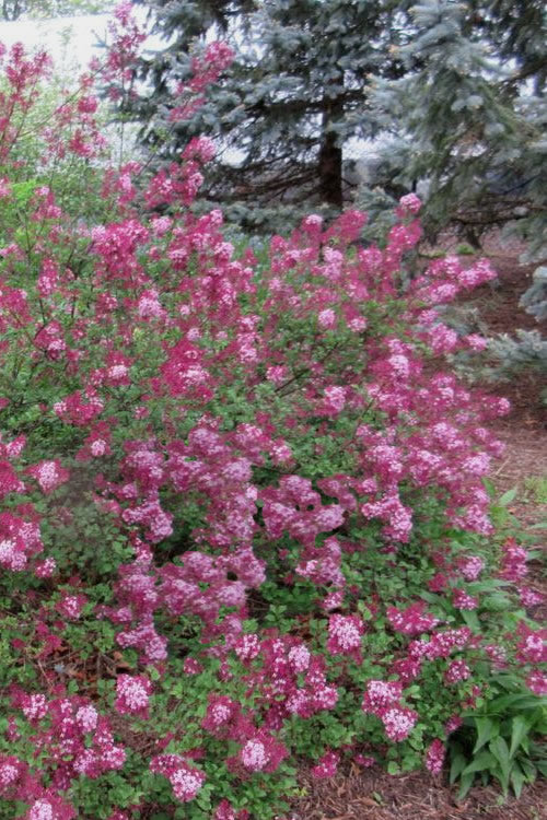 Red Pixie Lilac - Syringa Hybrid - 3 Gallon Pot
