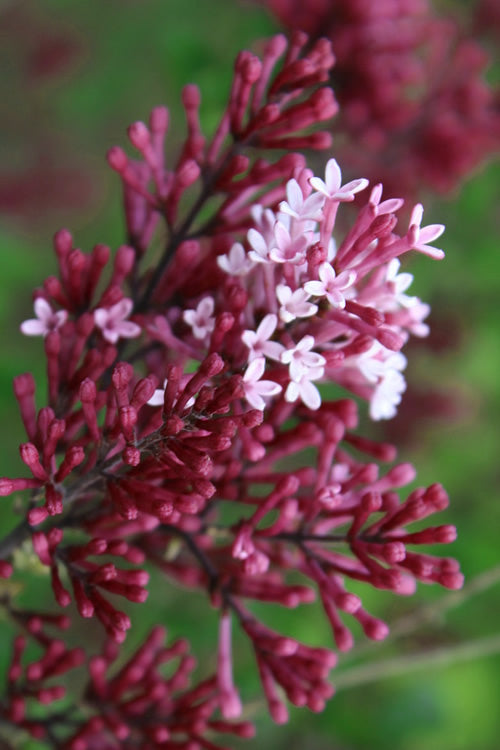  Red Pixie Lilac - Syringa Hybrid - 1 Gallon Pot