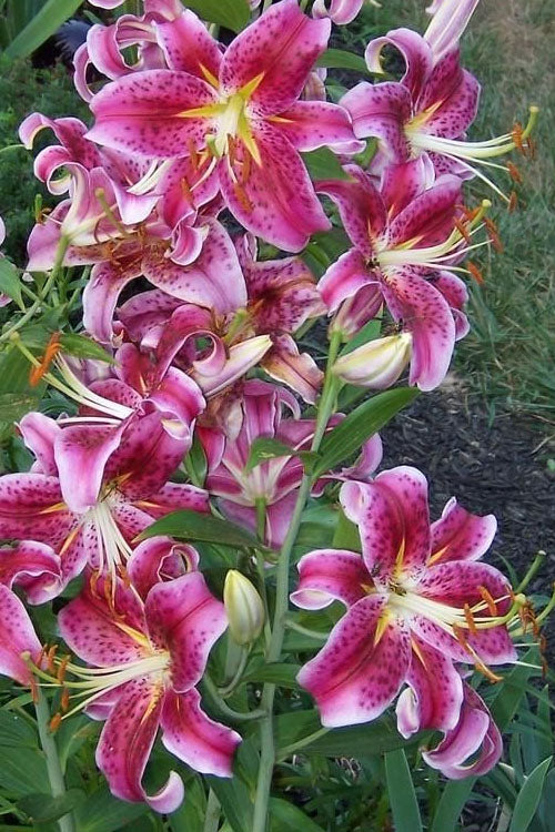  Stargazer Oriental - 1 Gallon Pot