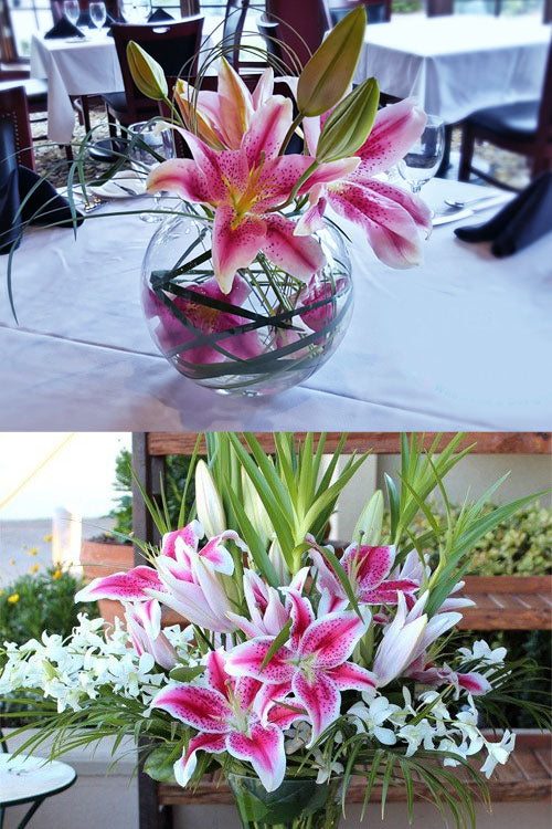  Stargazer Oriental - 1 Gallon Pot