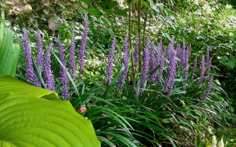  Big Blue Liriope - 6 Pack Of Pint Pots