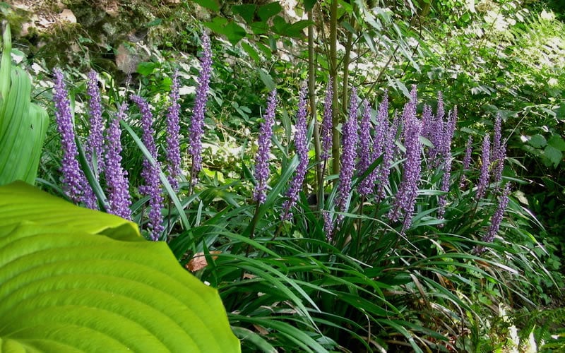  Big Blue Liriope (Lily Turf) - 1 Gallon Pot