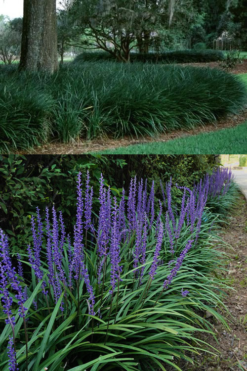  Big Blue Liriope (Lily Turf) - 1 Gallon Pot