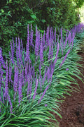  Big Blue Liriope - 6 Pack Of Pint Pots