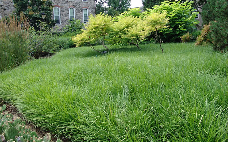  Creeping Lilyturf - Liriope Spicata - 18 Count Flat Of Pint Pots