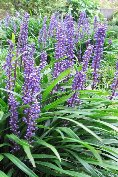  Emerald Goddess Liriope (Lilyturf) - 6 Pack Of 1 Gallon Pots