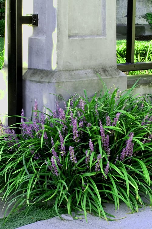  Emerald Goddess Liriope (Lilyturf) - 6-Pack Of 1 Gallon Pots
