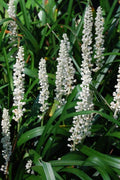  Monroe's White Liriope - Lilyturf - 10 Count Flat Of Pint Pots