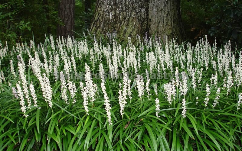  Monroe's White Liriope (Lilyturf) - 6 Pack Of 1 Gallon Pots