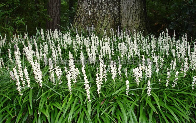  Monroe's White Liriope - Lilyturf - 10 Count Flat Of Pint Pots