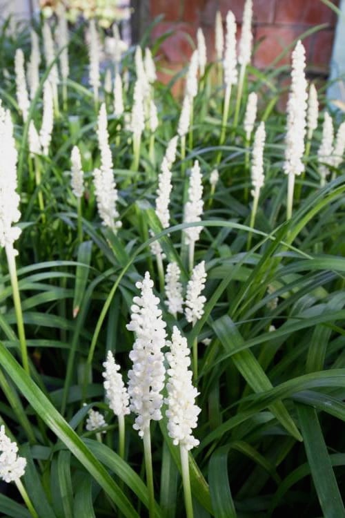  Monroe's White Liriope (Lilyturf) - 6 Pack Of 1 Gallon Pots