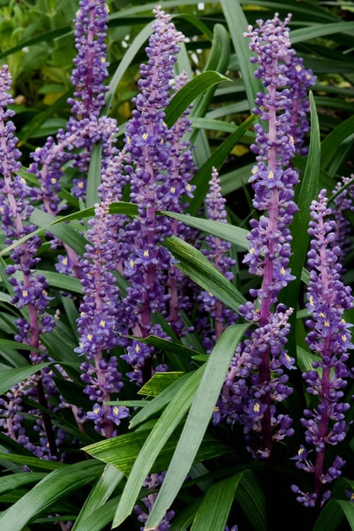  Royal Purple Liriope (Lilyturf) - 1 Gallon Pot