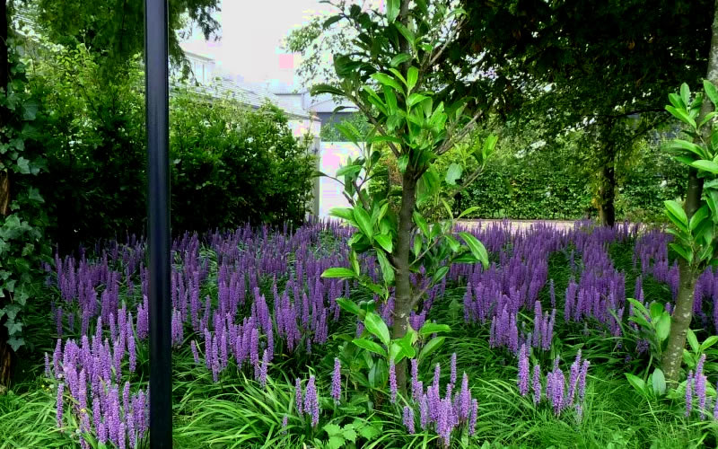  Royal Purple Liriope - Lilyturf - 10 Pack Of Pint Pots