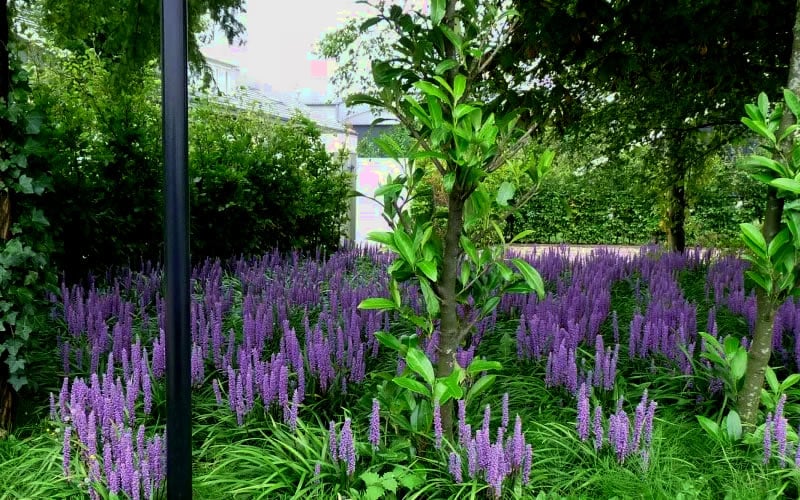  Royal Purple Liriope (Lilyturf) - 1 Gallon Pot