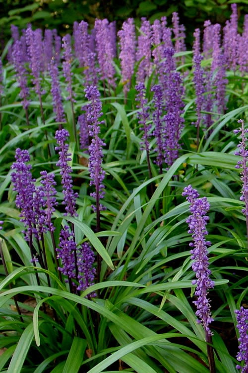  Royal Purple Liriope (Lilyturf) - 1 Gallon Pot