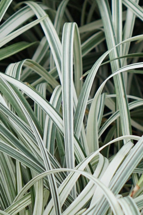  Silver Dragon Liriope - Lilyturf - 18 Count Flats Of Pint Pots